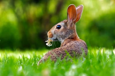 兔子-品系百科