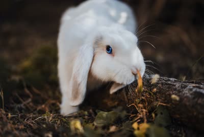 兔子-品系百科