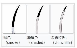 金吉拉猫-品系百科